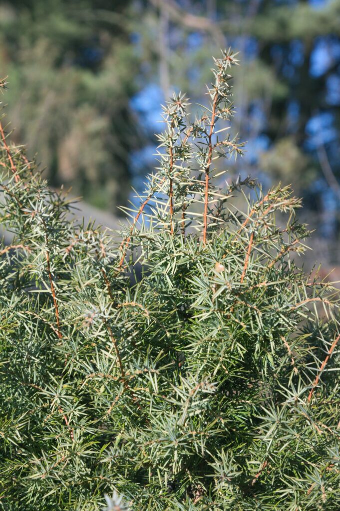 Можжевельник обыкновенный — общий вид (Juniperus communis)