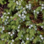 Можжевельник обыкновенный (Juniperus communis)