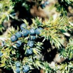 Можжевельник обыкновенный (Juniperus communis)