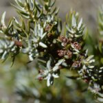 Можжевельник обыкновенный (Juniperus communis)