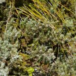 Можжевельник обыкновенный (Juniperus communis)