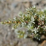 Можжевельник обыкновенный (Juniperus communis)
