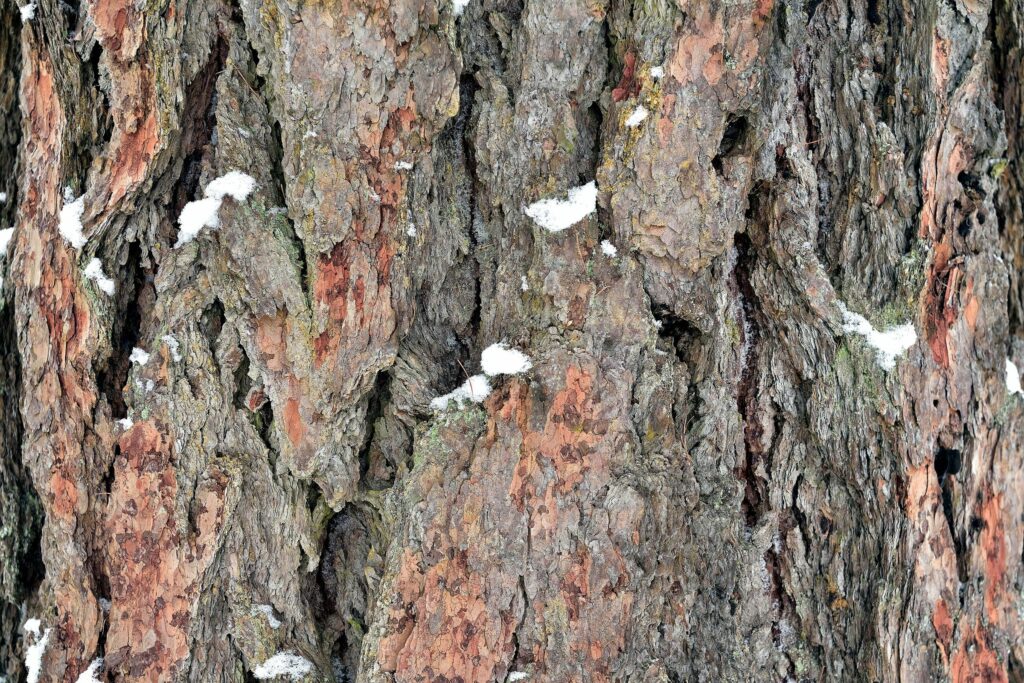 Лиственница сибирская (смола) — общий вид (Larix sibirica)