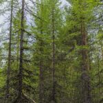 Лиственница сибирская (смола) — лист (Larix sibirica)