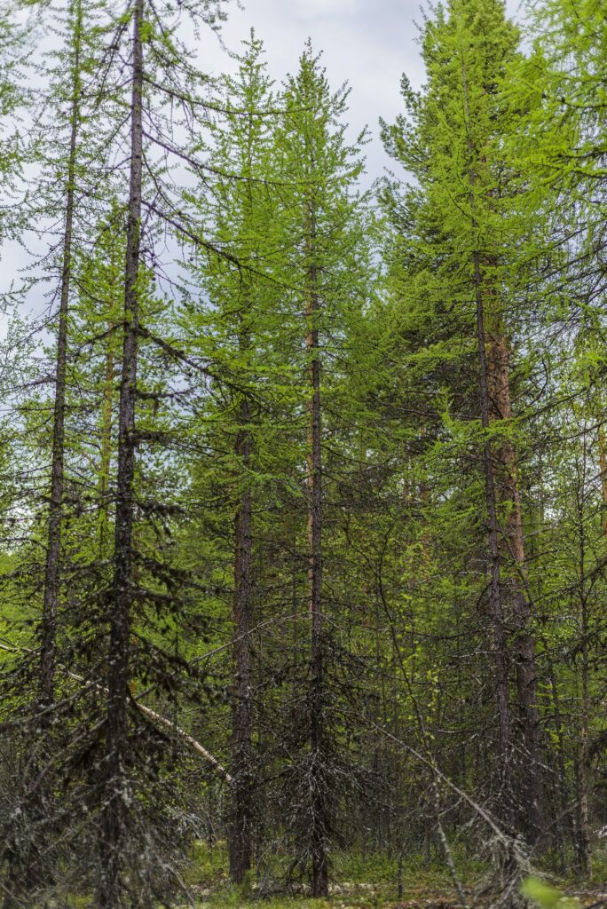 Лиственница сибирская (смола) — лист (Larix sibirica)