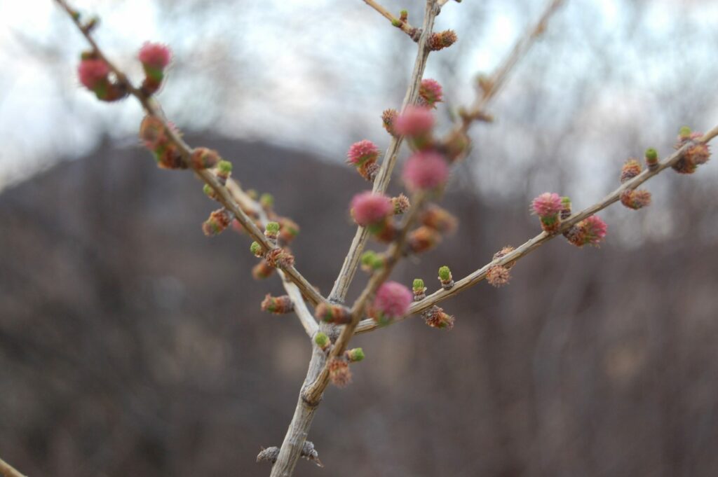 Лиственница сибирская (смола) — плоды (Larix sibirica)