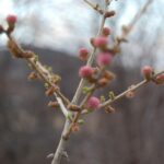 Лиственница сибирская (смола) — плоды (Larix sibirica)