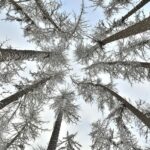 Лиственница сибирская (смола) — общий вид (Larix sibirica)