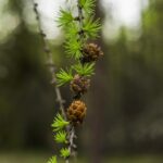 Лиственница сибирская (смола) — лист (Larix sibirica)