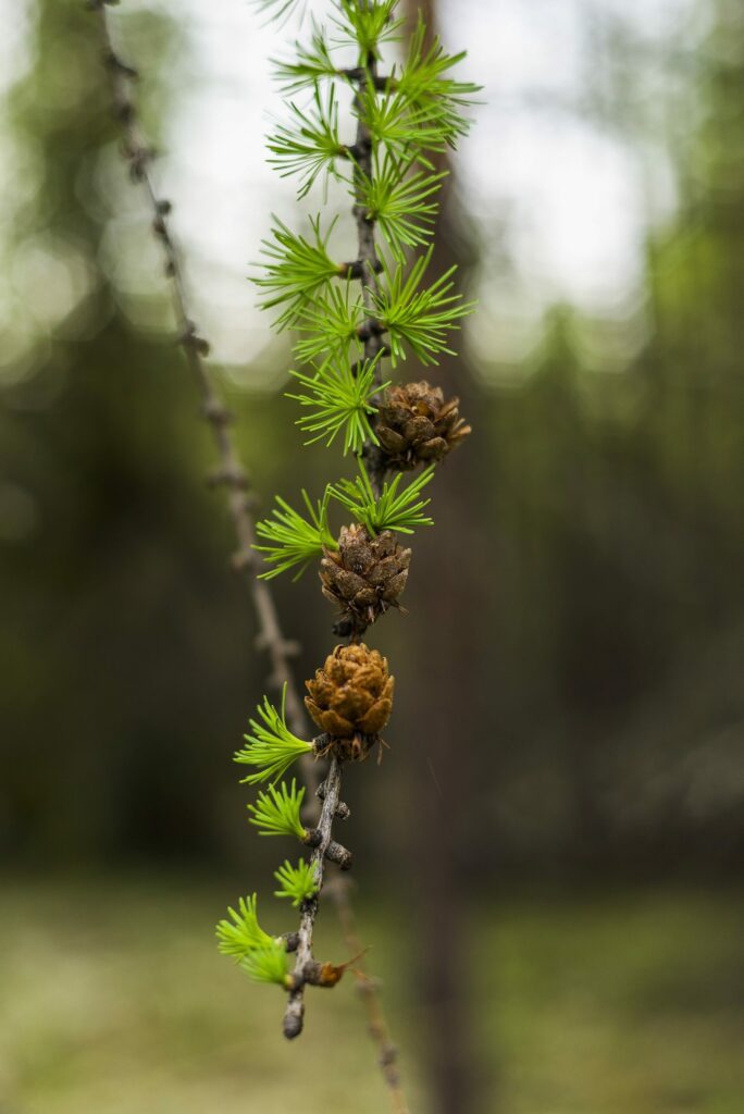 Лиственница сибирская (смола) — лист (Larix sibirica)