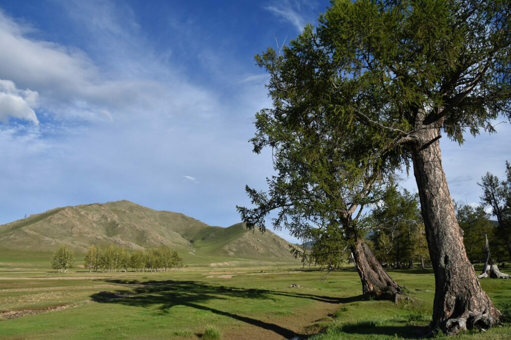 Лиственница сибирская (смола) — общий вид (Larix sibirica)