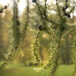 Лиственница сибирская (смола) — лист (Larix sibirica)