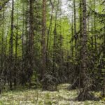 Лиственница сибирская (смола) — лист (Larix sibirica)