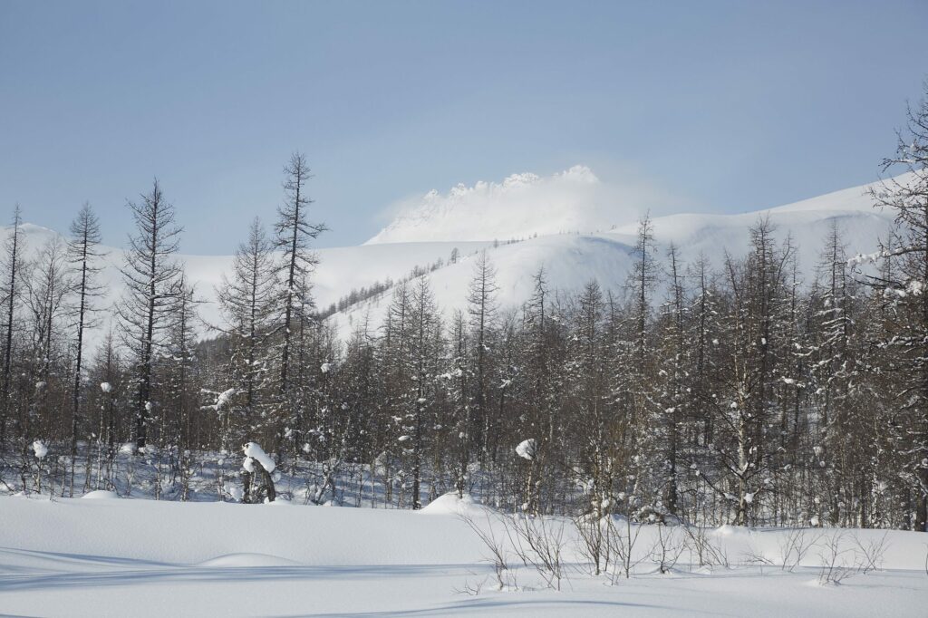 Лиственница сибирская (смола) — общий вид (Larix sibirica)