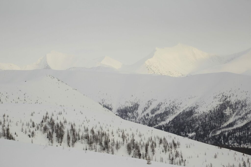 Лиственница сибирская (смола) — общий вид (Larix sibirica)