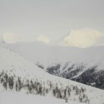 Лиственница сибирская (смола) — общий вид (Larix sibirica)