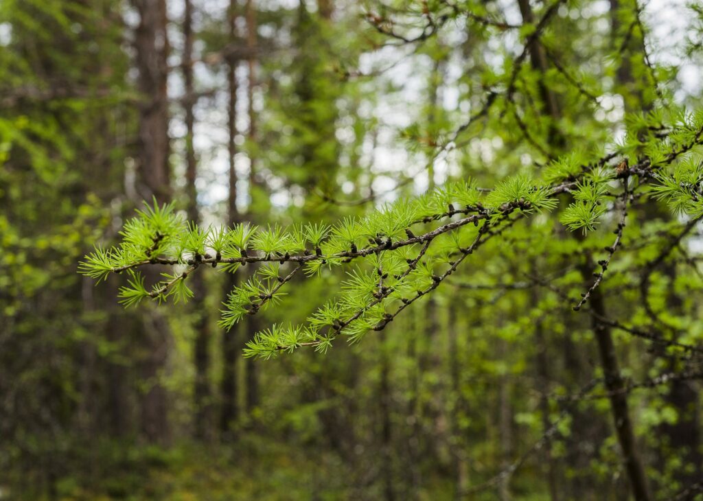 Лиственница сибирская (смола) — лист (Larix sibirica)