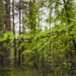 Лиственница сибирская (смола) — лист (Larix sibirica)