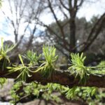 Лиственница сибирская (смола) — общий вид (Larix sibirica)