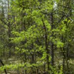 Лиственница сибирская (смола) — лист (Larix sibirica)