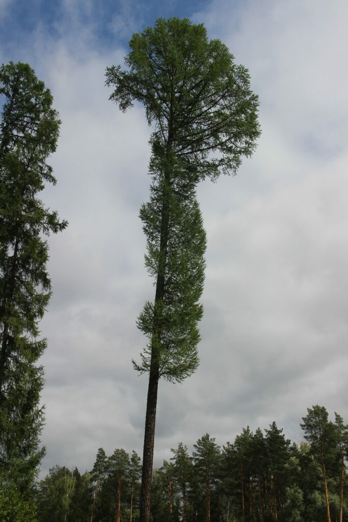 Лиственница сибирская (смола) — общий вид (Larix sibirica)