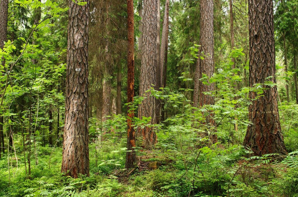 Лиственница сибирская (смола) — лист (Larix sibirica)