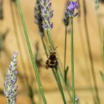 Лаванда узколистная — общий вид (Lavandula angustifolia)