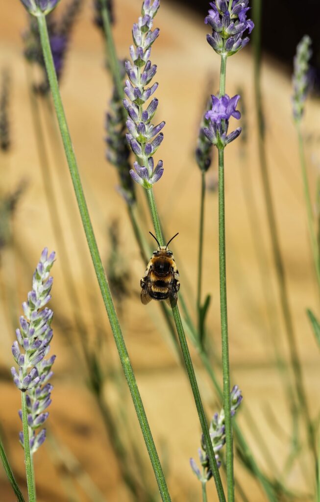 Лаванда узколистная — общий вид (Lavandula angustifolia)