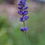 Лаванда узколистная — цветки (Lavandula angustifolia)