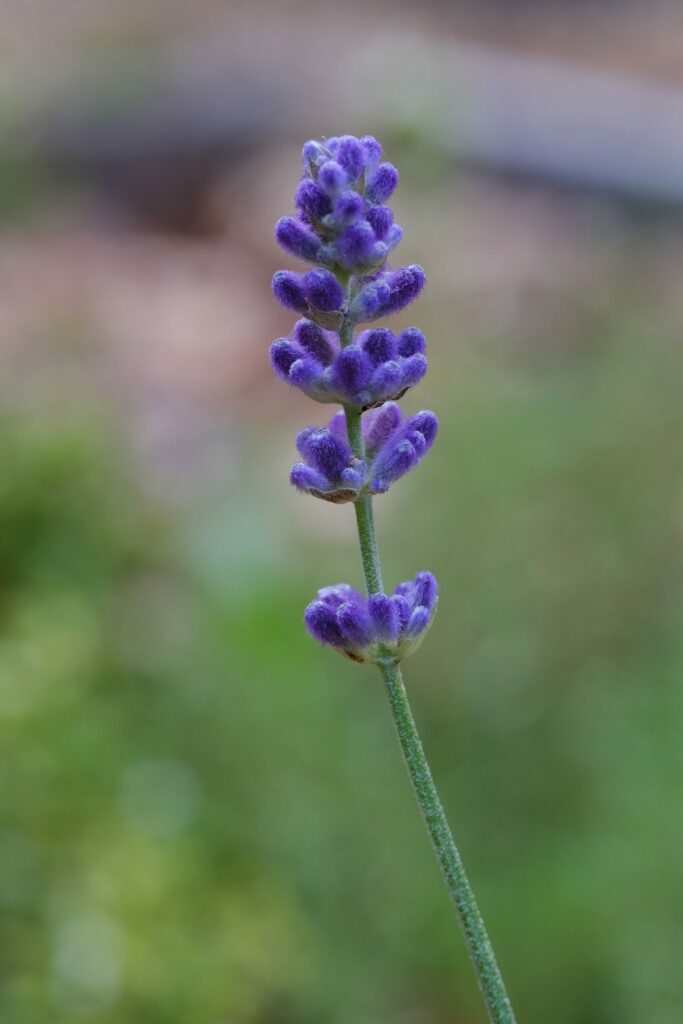 Лаванда узколистная — цветки (Lavandula angustifolia)
