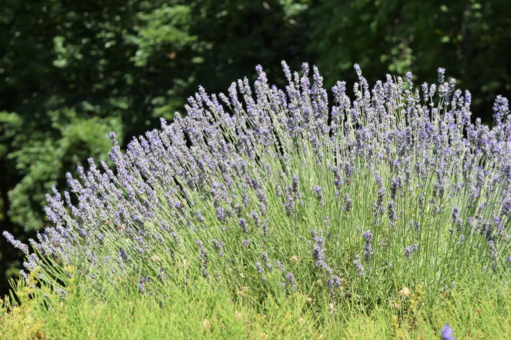 Лаванда узколистная — общий вид (Lavandula angustifolia)