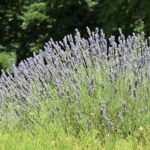 Лаванда узколистная — общий вид (Lavandula angustifolia)