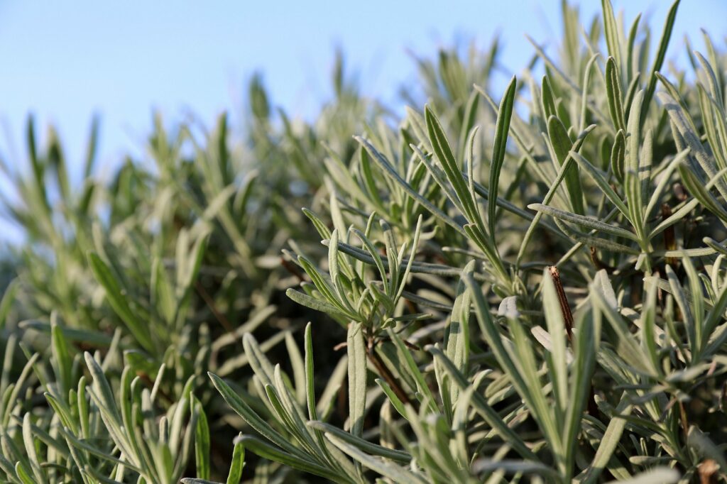Лаванда узколистная — общий вид (Lavandula angustifolia)