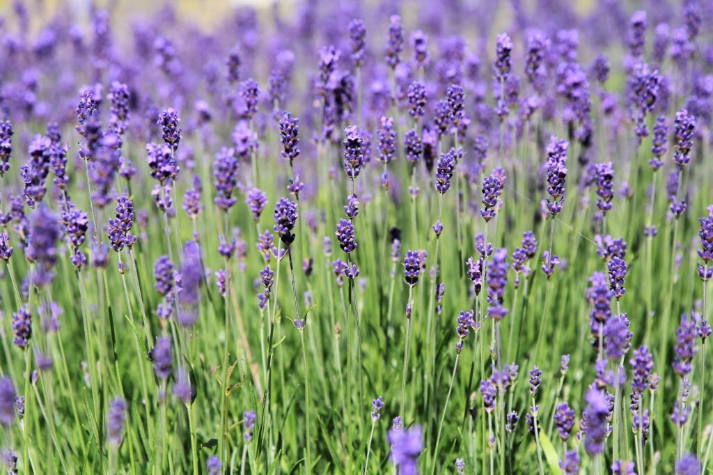 Лаванда узколистная — общий вид (Lavandula angustifolia)