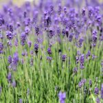 Лаванда узколистная — общий вид (Lavandula angustifolia)