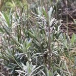 Лаванда узколистная (Lavandula angustifolia)