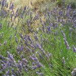 Лаванда узколистная (Lavandula angustifolia)