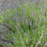 Лаванда узколистная (Lavandula angustifolia)