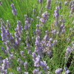 Лаванда узколистная (Lavandula angustifolia)