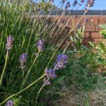 Лаванда узколистная (Lavandula angustifolia)