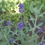 Лаванда узколистная (Lavandula angustifolia)