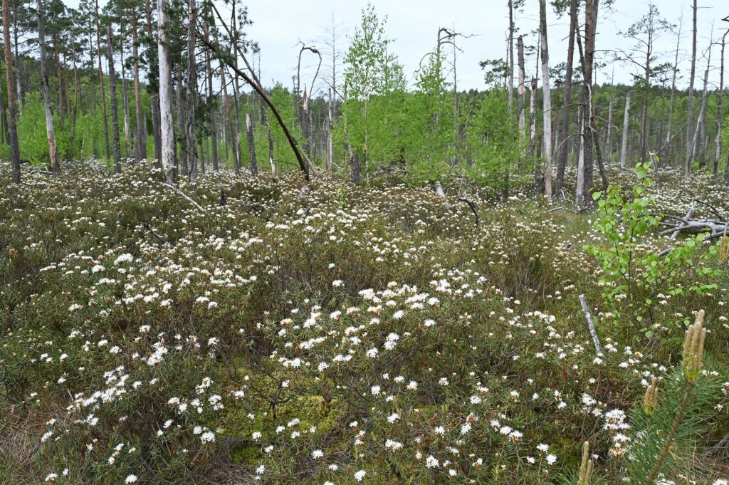 Багульник болотный — общий вид (Ledum palustre)