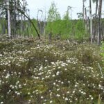 Багульник болотный — общий вид (Ledum palustre)
