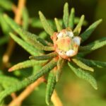 Багульник болотный — цветки (Ledum palustre)