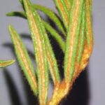 Багульник болотный — лист (Ledum palustre)