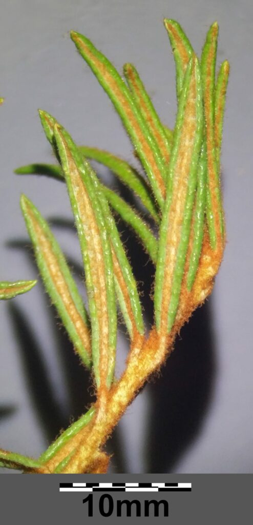 Багульник болотный — лист (Ledum palustre)