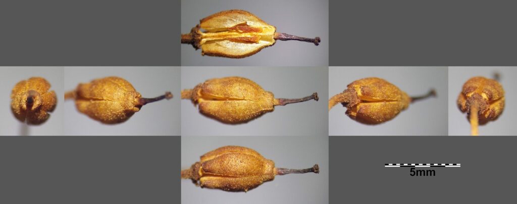 Багульник болотный — плоды (Ledum palustre)