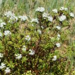 Багульник болотный — общий вид (Ledum palustre)