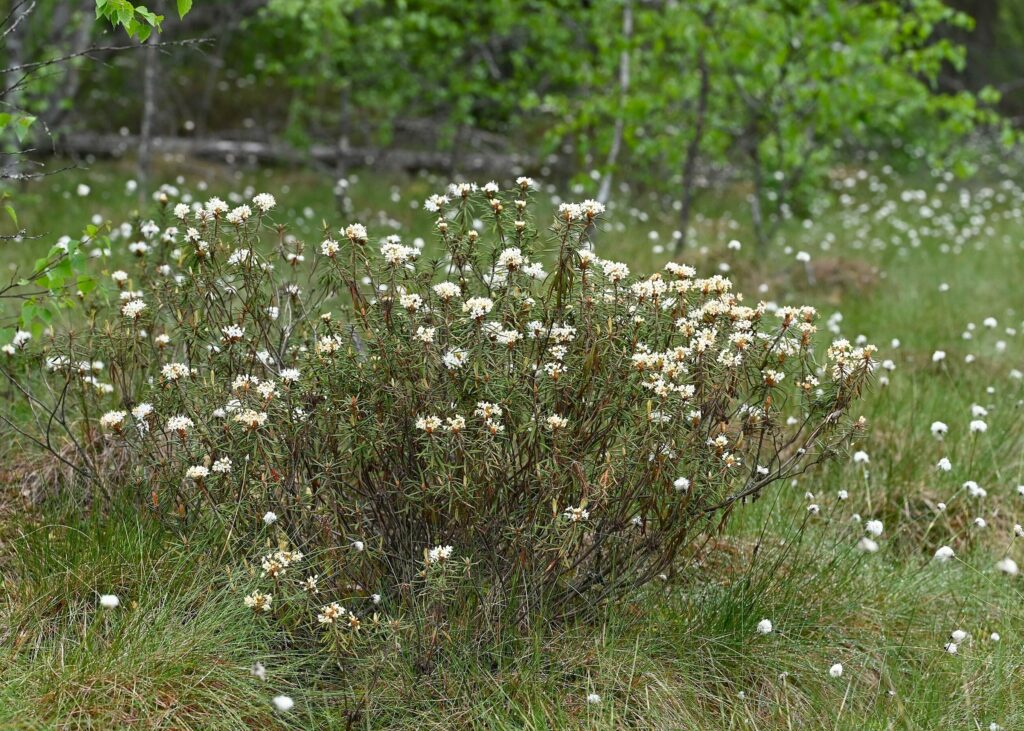 Багульник болотный — общий вид (Ledum palustre)