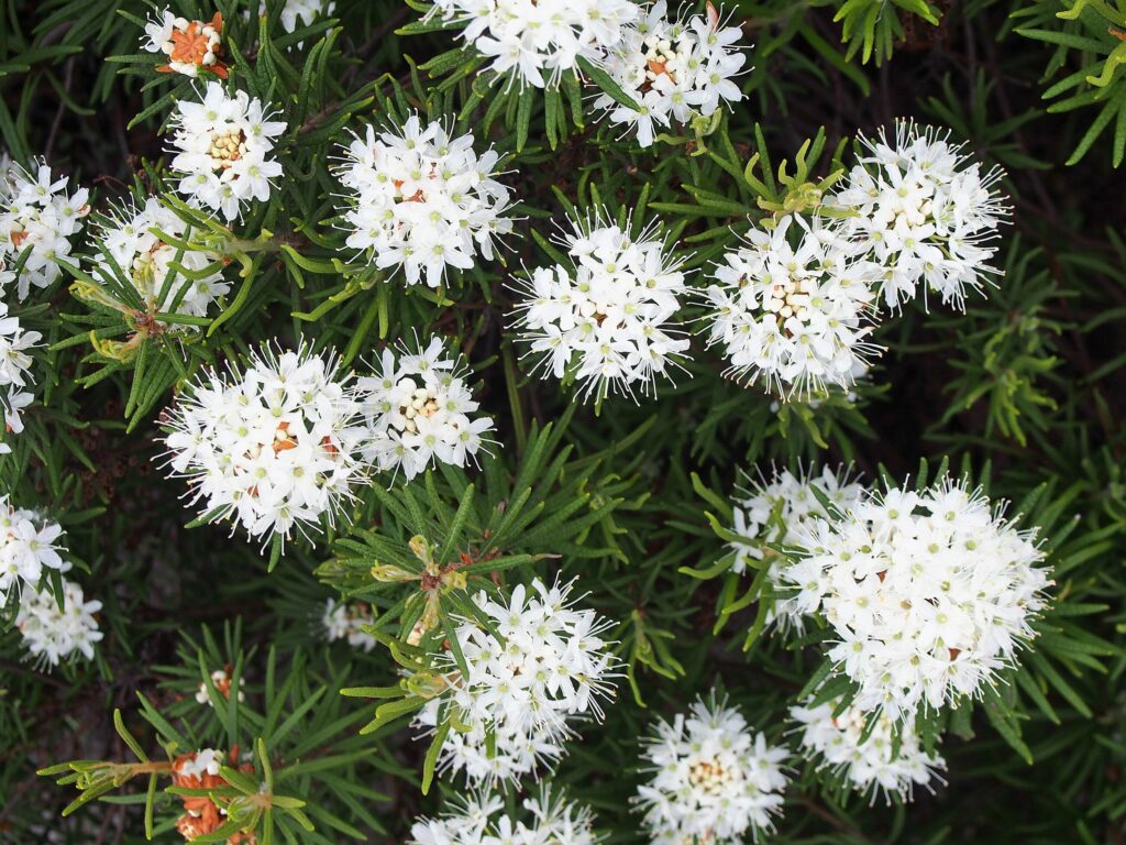 Багульник болотный — общий вид (Ledum palustre)